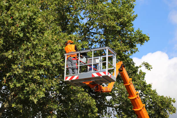 Professional Tree Removal and Landscaping Services in The Crossings, FL